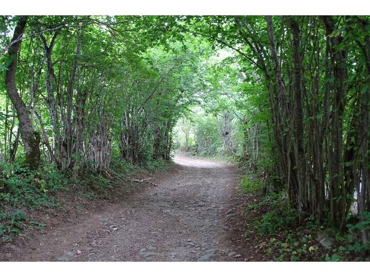 Photo 3 Les petits mollets - Green path