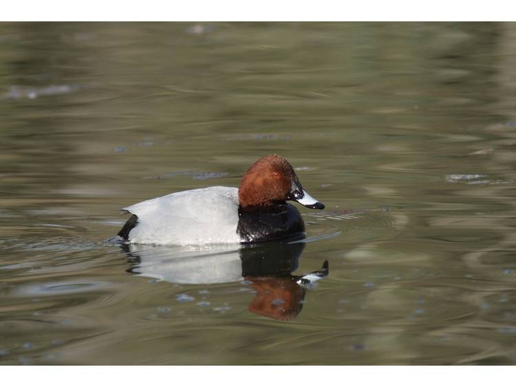 Photo 2 Le fabuleux voyage des oiseaux migrateurs