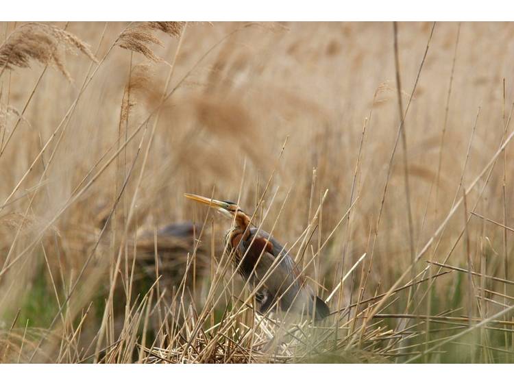 Photo 5 Le fabuleux voyage des oiseaux migrateurs
