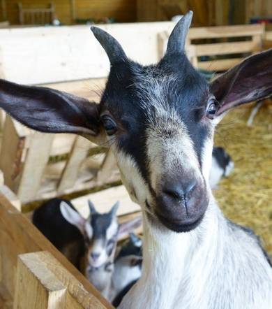 Ferme du Grand Rif