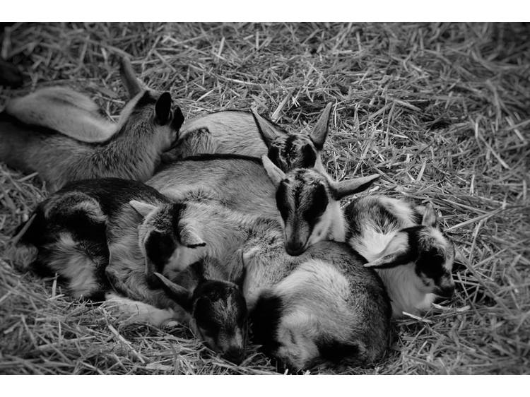 Photo 6 Ferme du Grand Rif
