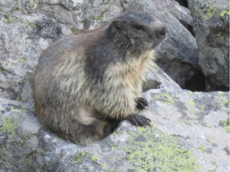 Photo 3 Le sentier pédestre des marmottes