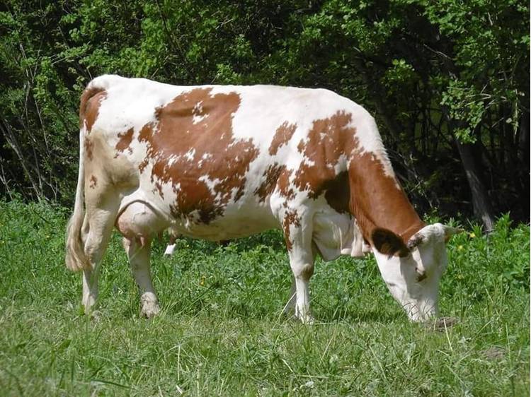Photo 2 Gaec Normand - Fromagerie des Lacs