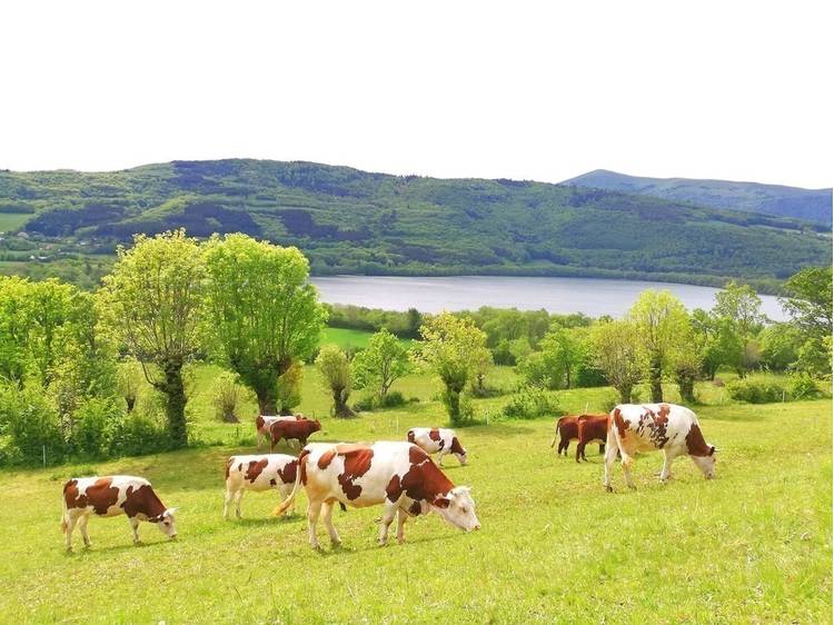 Photo 3 Gaec Normand - Fromagerie des Lacs