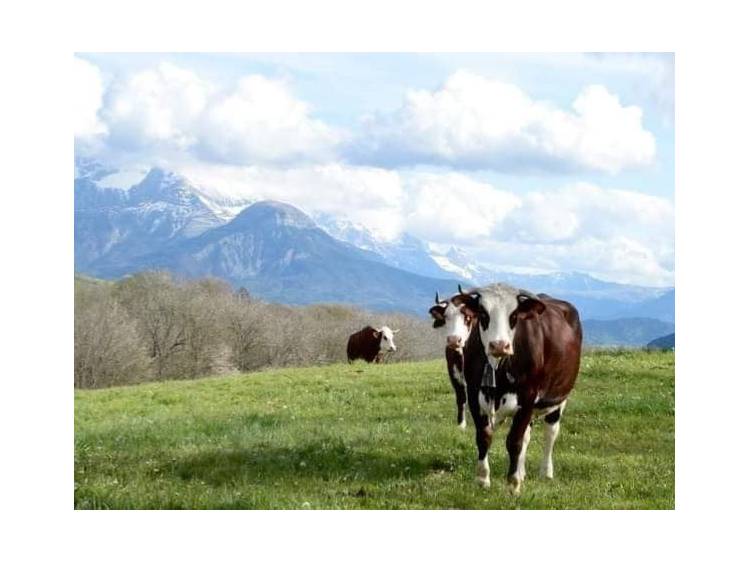 Photo 10 Gaec Normand - Fromagerie des Lacs