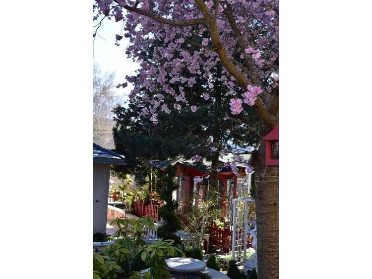 Photo 31 Au Printemps Japonais - de 2 à 6 pers