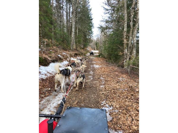 Photo 2 Chiens de traîneau d'été avec Guillaume