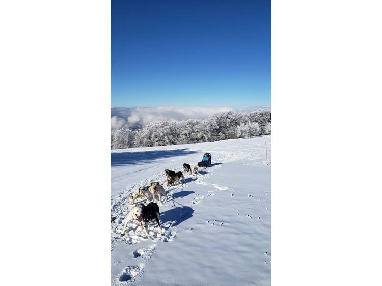 Photo 5 Chiens de traîneau d'été avec Guillaume