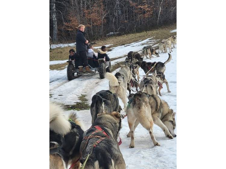 Photo 3 Chiens de traîneau d'été avec Guillaume
