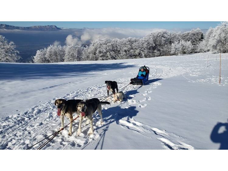 Photo 8 Chiens de traîneau d'été avec Guillaume