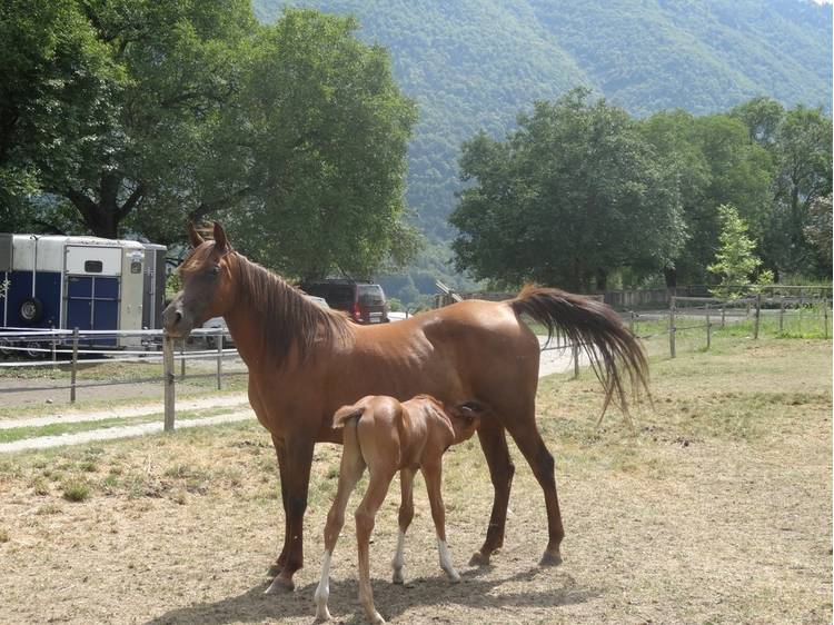 Photo 5 Haras du Don