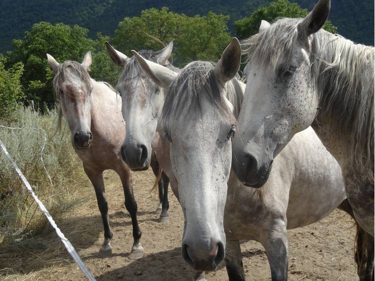Photo 6 Haras du Don