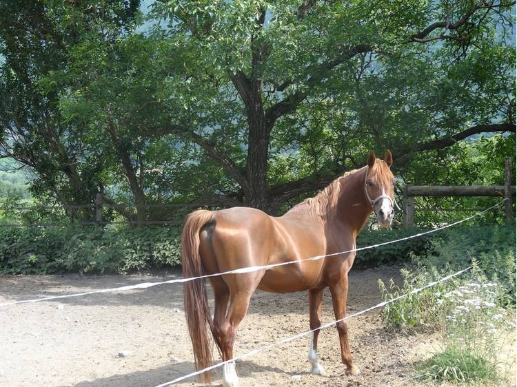 Photo 7 Haras du Don