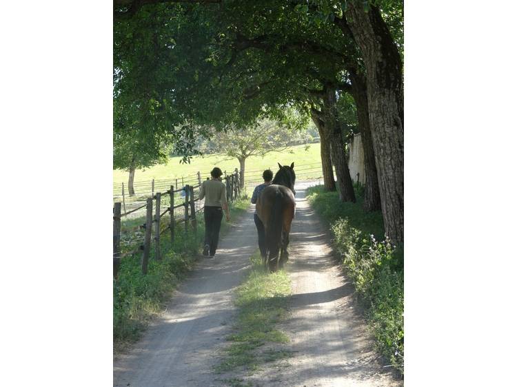 Photo 8 Haras du Don