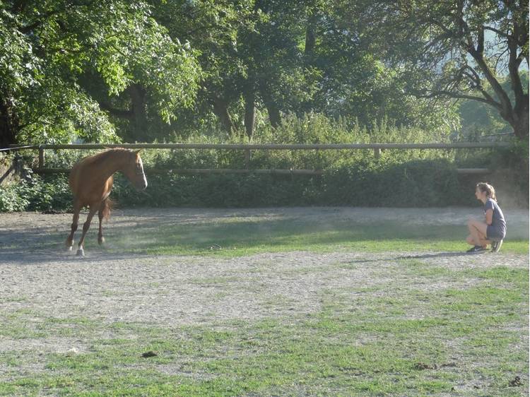 Photo 11 Haras du Don