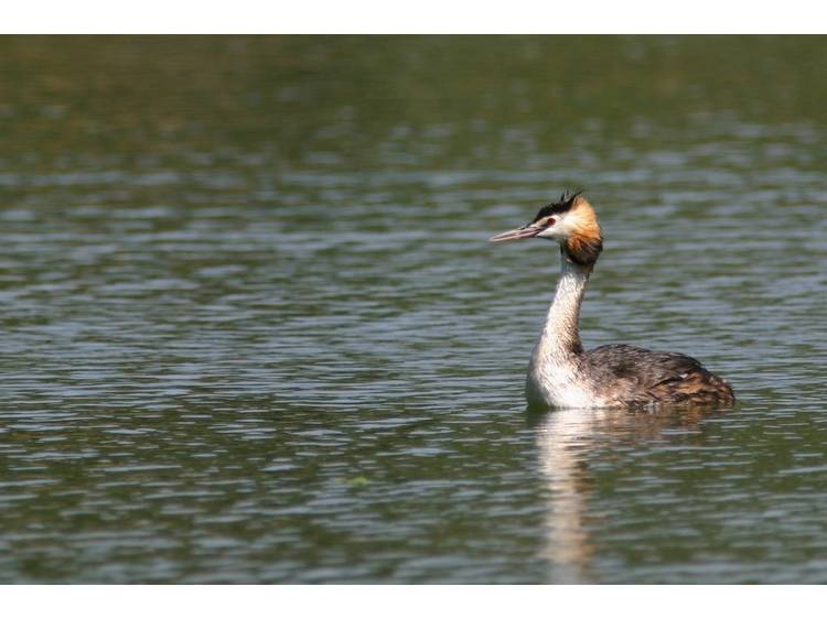 Photo 2 Découverte des habitants du lac de Laffrey, observez du plancton !
