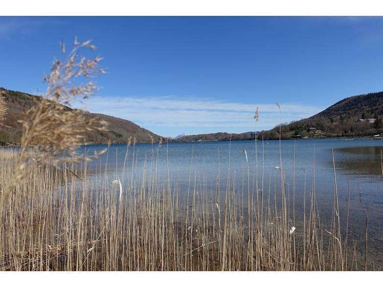 Photo 4 Découverte des habitants du lac de Laffrey, observez du plancton !