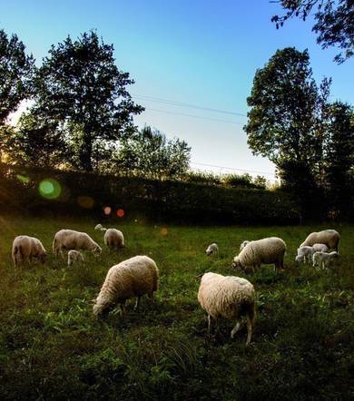 Visites de la ferme Graines de Thônes