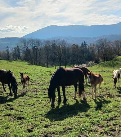 Balade à cheval, Ecurie du Serre