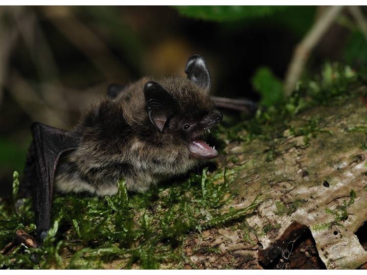 Photo 2 Observez les chauve-souris autour de l'étang du Crey