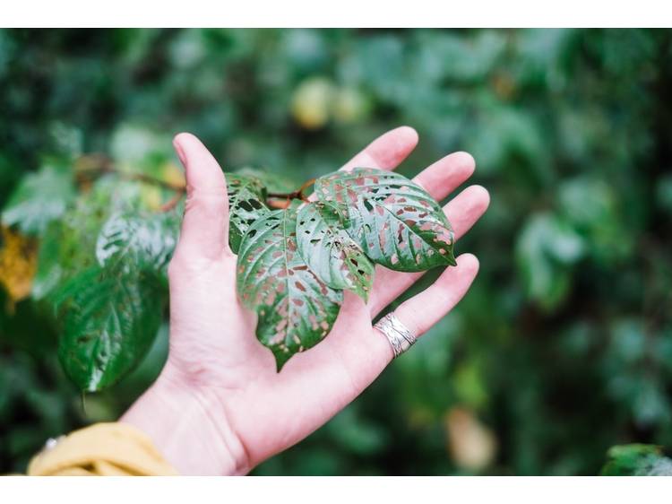 Photo 2 Plantes sauvages médicinales (avec Adrien Dumont, Mémé dans les orties)