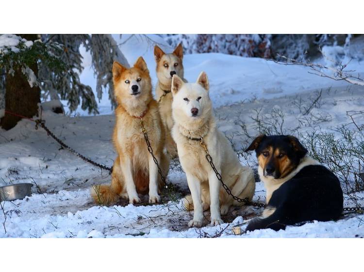 Photo 31 Studio 4 pers. Grizzli 2 - JASSERAND Guy - 3 flocons AGS Confort