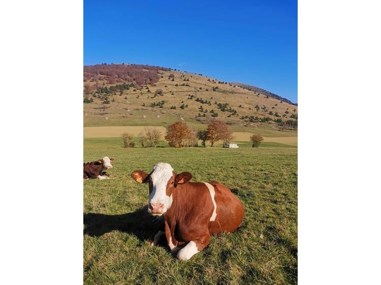 Photo 12 Ferme de Sainte Luce