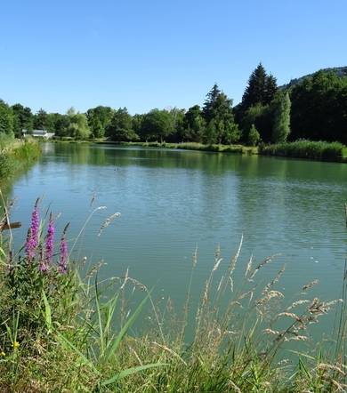 Rando-poussette de l'Etang du Crey-Itinéraire pédestre